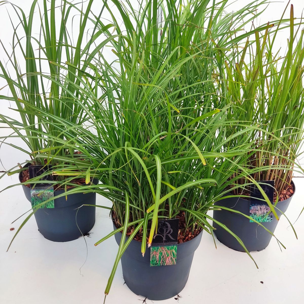 Grasses MIX — Plant Wholesale FlorAccess