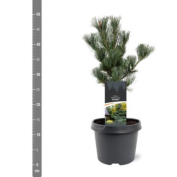 Pinus parviflora 'Glauca'