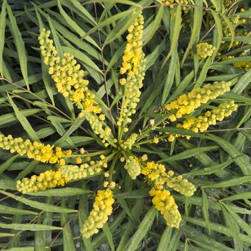 Mahonia eurybracteata 'Soft Caress'