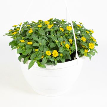 Sanvitalia procumbens SUNVY SUPER GOLD
