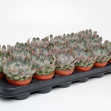 Echeveria 'Apus'