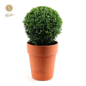 Buxus sempervirens