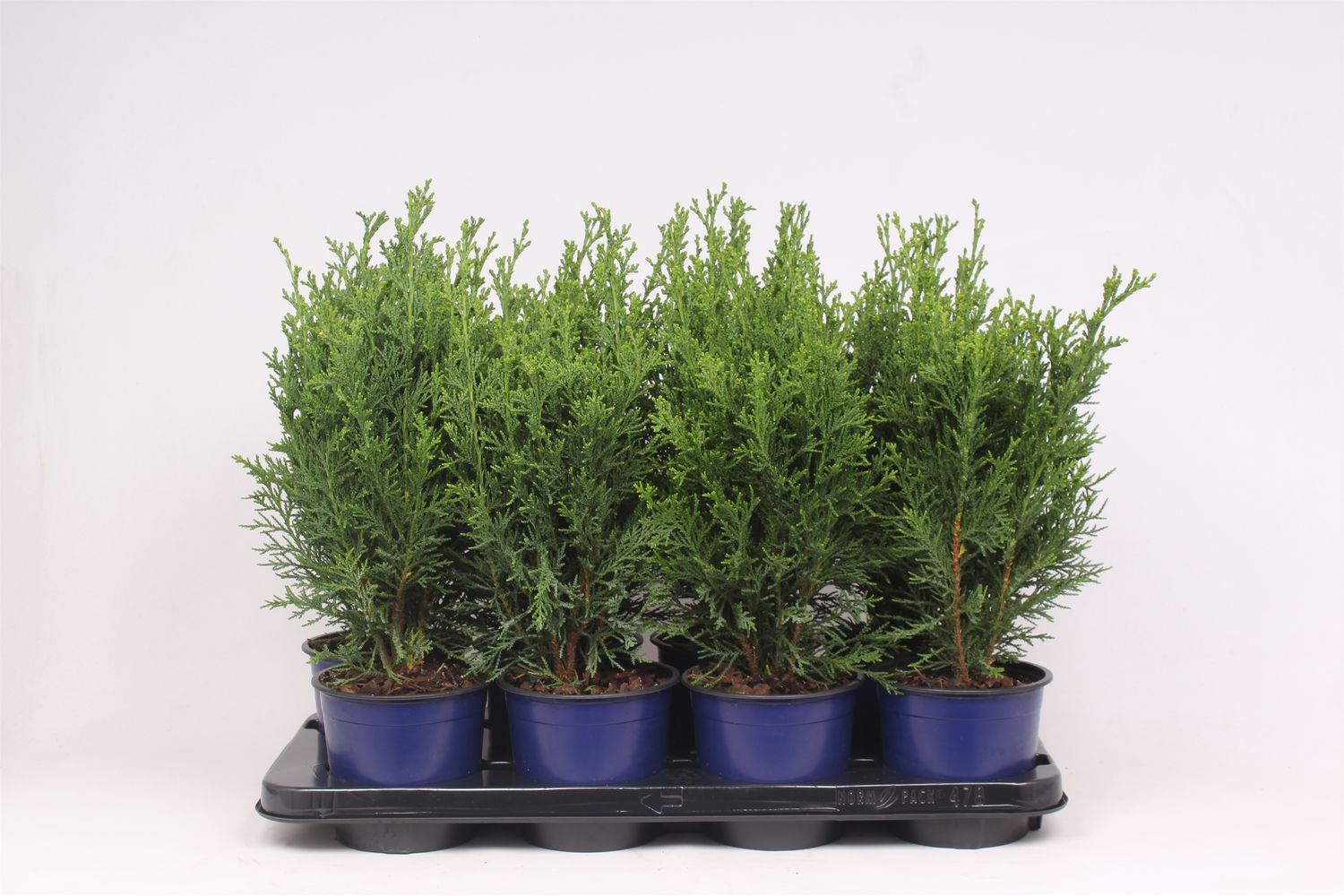 Chamaecyparis lawsoniana 'Robusta' — Plant Wholesale FlorAccess