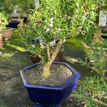 Bonsai MIX