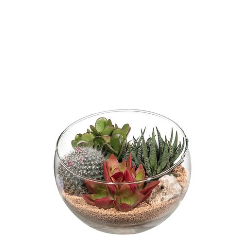 Arrangemang Cactus/Succulent