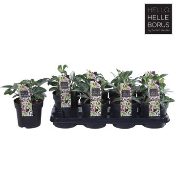 Helleborus lividus 'Lilac Marble'