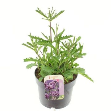 Verbena bonariensis 'Violet Blue'