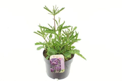 Verbena bonariensis 'Violet Blue'