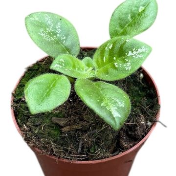 Michaelmoelleria vietnamensis 'Sp No Id'