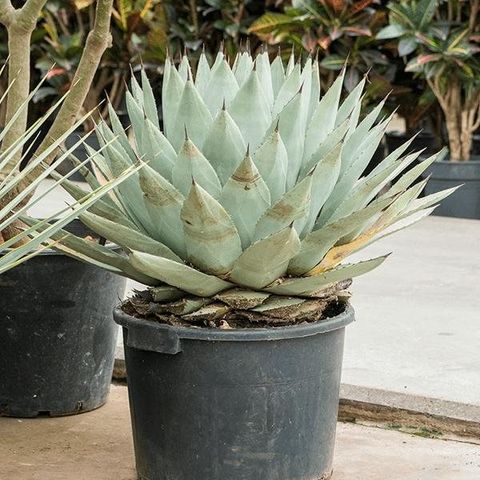 Agave Parryi — Atacado De Plantas FlorAccess