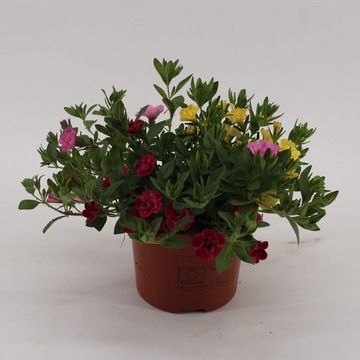 Calibrachoa MIX IN POT