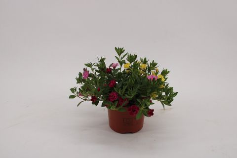 Calibrachoa MIX IN POT