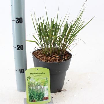 Molinia caerulea 'Moorhexe'