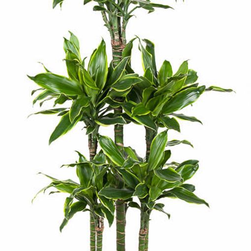 Dracaena fragrans 'Golden Coast'