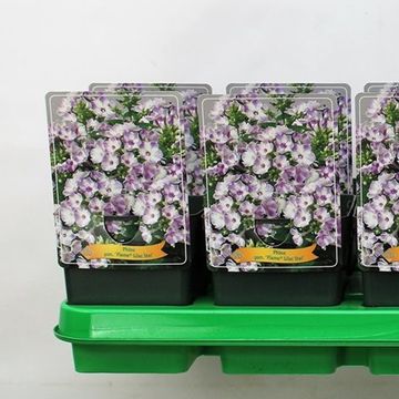 Phlox FLAME LILAC STAR