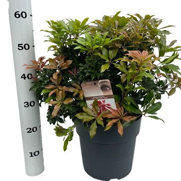 Pieris japonica 'Mountain Fire'