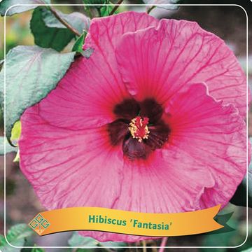 Hibiscus MIX