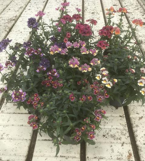 Nemesia MIX