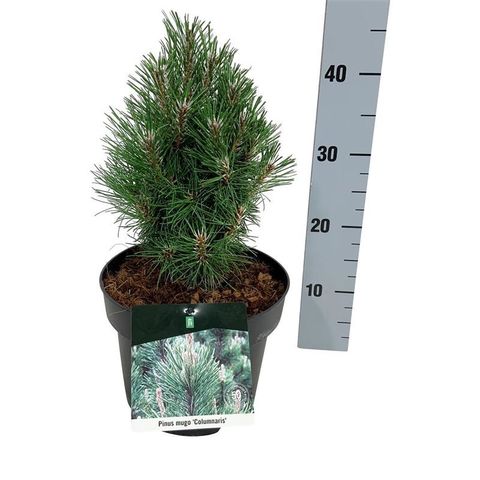 Pinus mugo 'Колумбо'