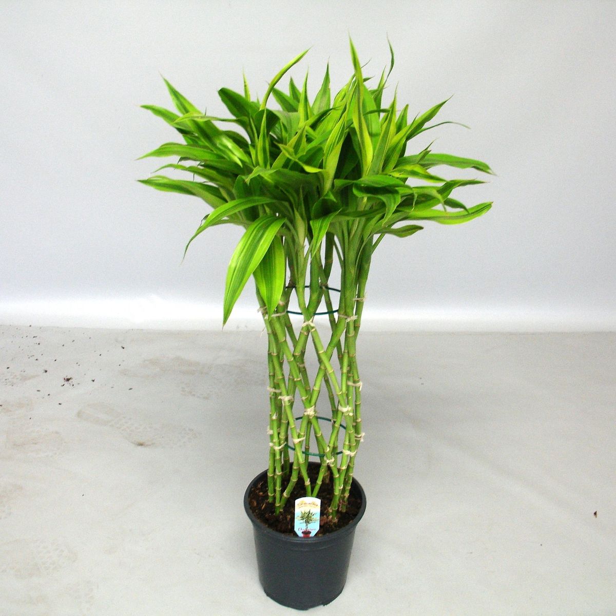 Dracaena Sanderiana Gold — Plant Wholesale Floraccess