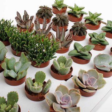 Succulente MIX