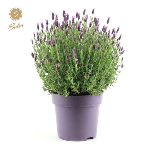 Lavandula stoechas 'Anouk Pink'