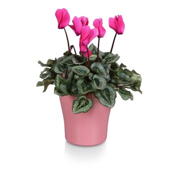 Cyclamen persicum SUPER SERIE REMBRANDT MIX