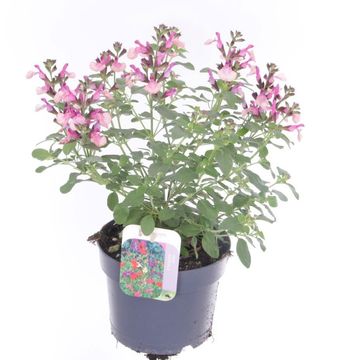 Salvia microphylla 'Melba Magic Peach'