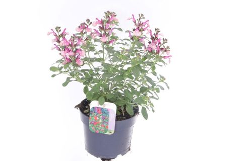 Salvia microphylla 'Melba Magic Peach'