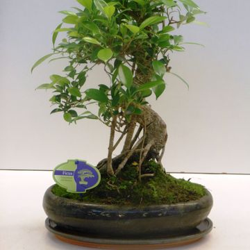 Ficus retusa
