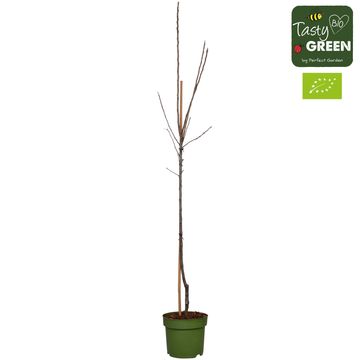 Malus domestica 'Elstar'