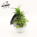 Arrangement Areca