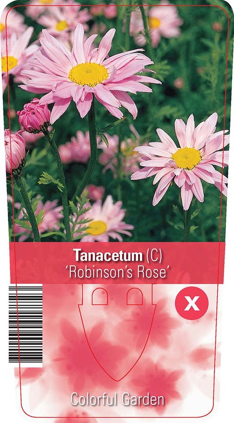 Tanacetum 'Robinson's Rose'