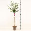 Syringa BLOOMERANG DARK PURPLE