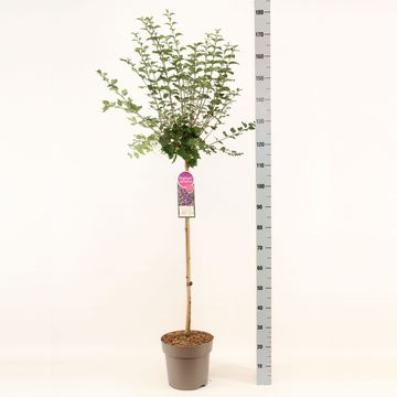 Syringa BLOOMERANG DARK PURPLE