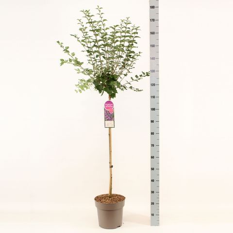 Syringa BLOOMERANG DARK PURPLE