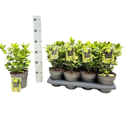 Euonymus japonicus 'Aureomarginatus'