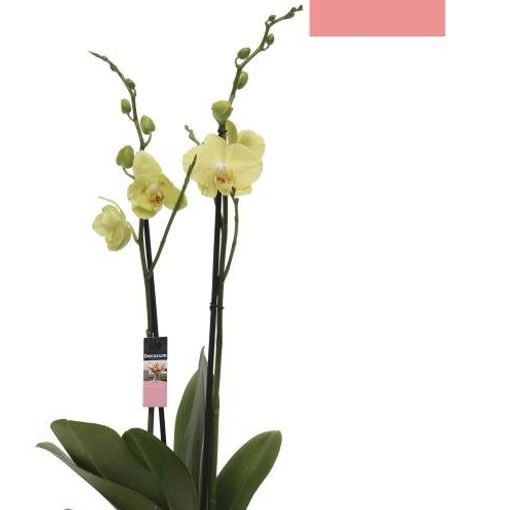 Phalaenopsis ANTHURA FERRARA (Ter Laak Orchids Midiflora)