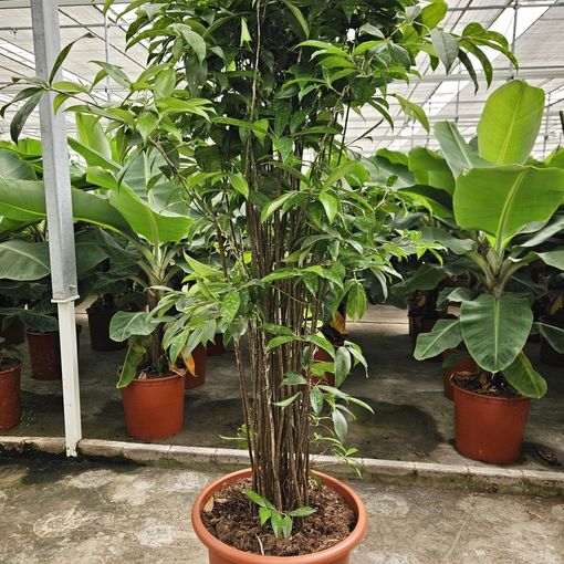 Dracaena surculosa