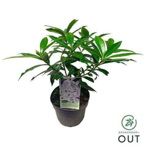 Daphne PERFUME PRINCESS WHITE