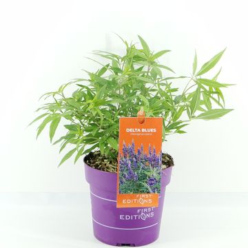 Vitex agnus-castus MIX