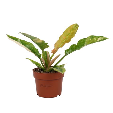 Philodendron 'Ring of Fire'