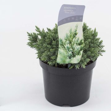 Juniperus squamata 'Blue Star'