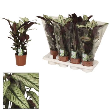 Calathea majestica 'Whitestar'