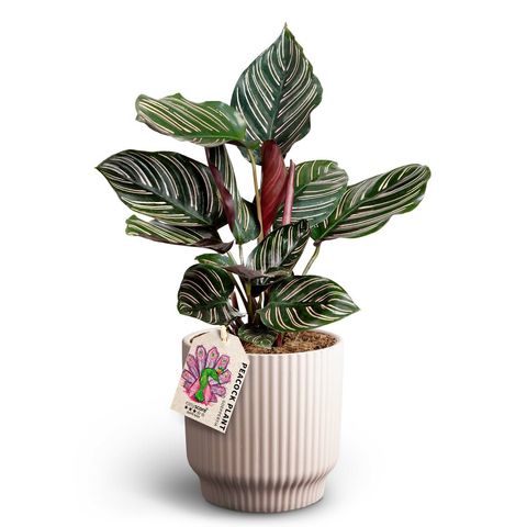 Calathea ornata