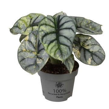 Алоказія 'Silver Dragon Variegata'