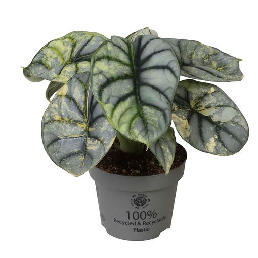 Alocasie 'Silver Dragon Variegata'