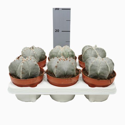 Astrophytum myriostigma