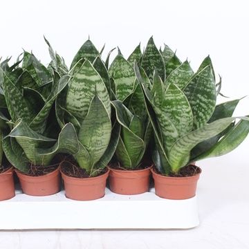 Sansevieria trifasciata 'Hahnii'