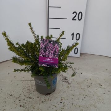 Erica x darleyensis 'Ghost Hills'